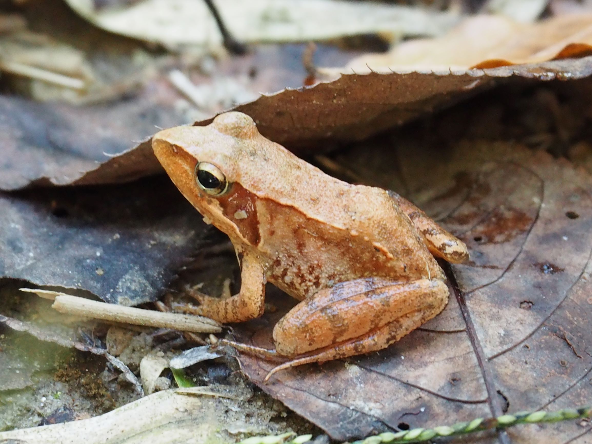 おてつだい募集！【森のおてつだいシリーズ・本気の作業編】カエル池を